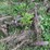 #7135-•-metal-cultivator-pieces-image-7