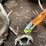 #7197-•-(3)-whitetail-skulls-image-4