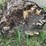 #7136-•-2-logs-image-9