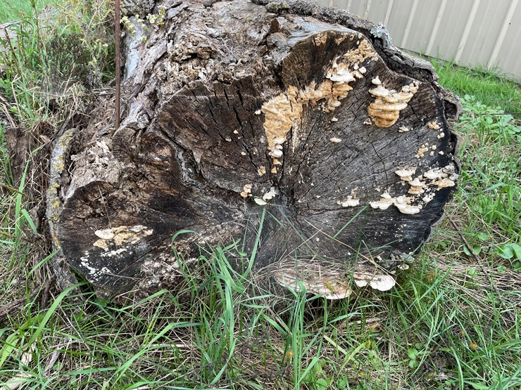 #7136-•-2-logs-image-9