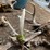 #7197-•-(3)-whitetail-skulls-image-6