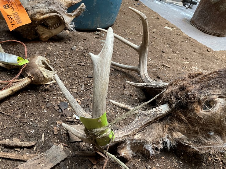 #7197-•-(3)-whitetail-skulls-image-6