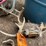 #7197-•-(3)-whitetail-skulls-image-8