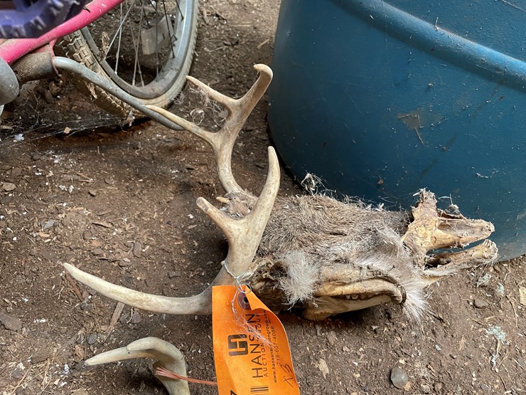 #7197-•-(3)-whitetail-skulls-image-8