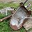 #7121-•-lot-of-scrap-and-concrete-slabs-image-5