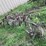 #7135-•-metal-cultivator-pieces-image-3