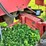 case-ih-1680-image-36