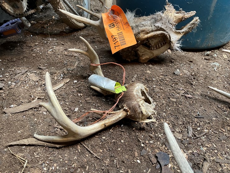 #7197-•-(3)-whitetail-skulls-image-7