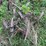 #7135-•-metal-cultivator-pieces-image-4