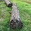 #7136-•-2-logs-image-5