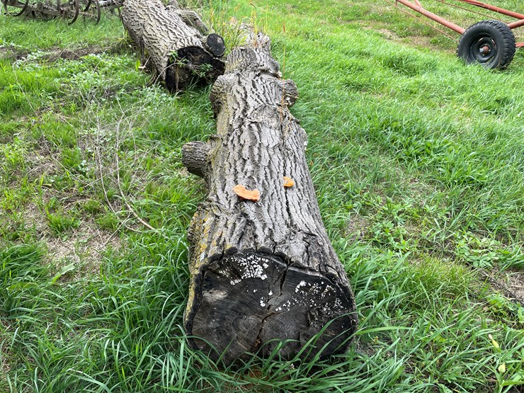 #7136-•-2-logs-image-5