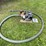 #7117-•-briggs-and-straton-pacer-transfer-pump-image-1