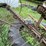 #7129-•-steel-wheel-spring-tine-impliment-image-5