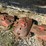 new-holland-617-image-20