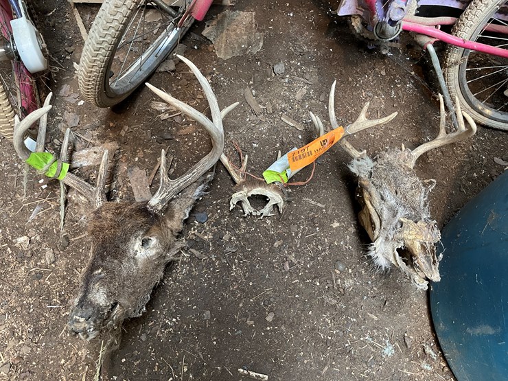 #7197-•-(3)-whitetail-skulls-image-1