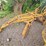 2016-caterpillar-18-image-2
