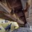 2017-komatsu-d39px-24-image-39