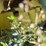 john-deere-535-image-40