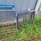(7)-walk-through-front-livestock-gates---tag-#342-image-10