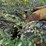 caterpillar-980c-image-8