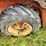 ditch-witch-1230-image-10