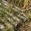 irrigation-stationary,-and-big-gun-p-200-gun-and-12-30’-hook-and-latch-pipe-image-13
