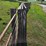 (4)-16'-corral-gates-image-3