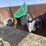 2008-great-dane-48'-image-9
