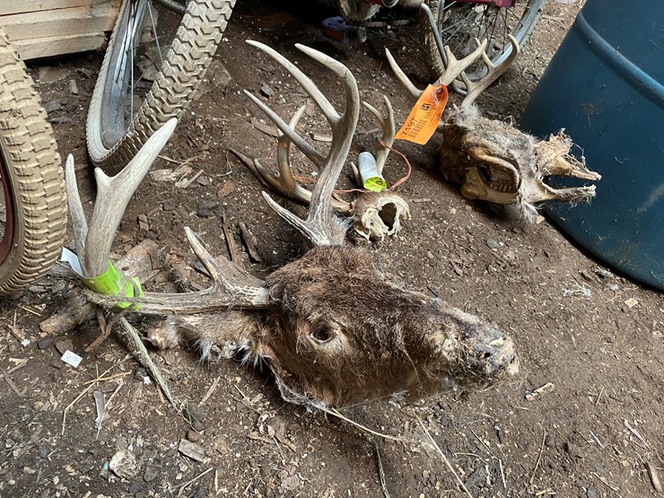 #7197-•-(3)-whitetail-skulls-image-2