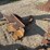 #13387-•-excavator-frost-tooth-image-6