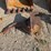 #13387-•-excavator-frost-tooth-image-1