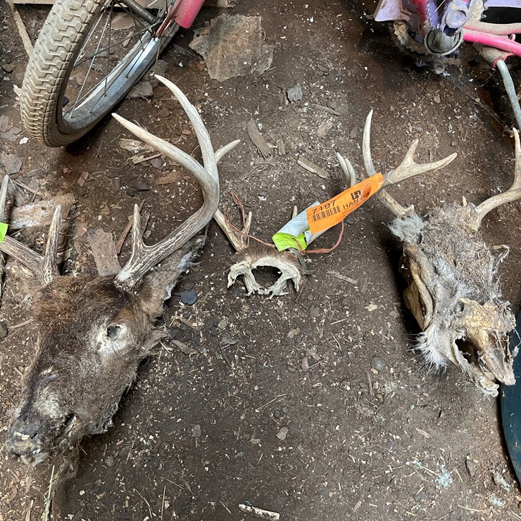 #7197 • (3) Whitetail Skulls