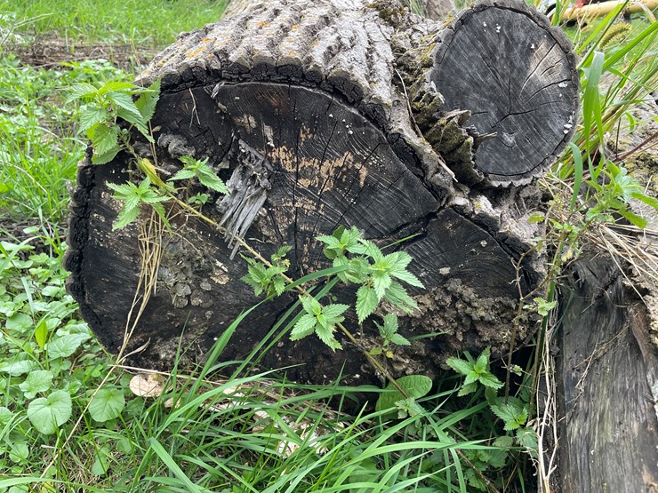 #7136-•-2-logs-image-7