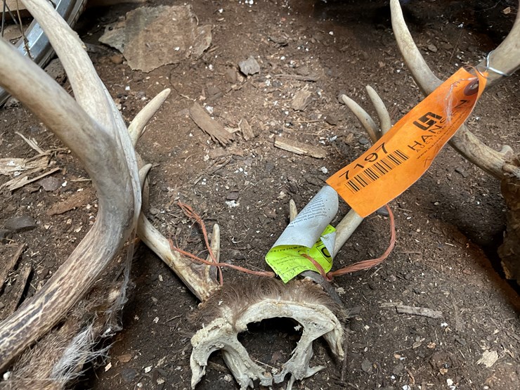 #7197-•-(3)-whitetail-skulls-image-4