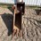 #13398-•-new-holland-bucket-image-7