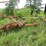 bush---hog-older-tandem-disc-25-image-1
