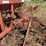 #24158-•-hula-mfg-levee-squeeze-w/seeder-image-8