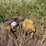 #24157-•-3pt-6"-water-pto-pump-image-1