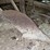 (3)-horse-drawn-implements-image-4