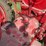 farmall-f-14-image-44