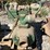 group-of-homelite-self-priming-gas-pumps-image-14
