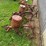 allis-chalmers-2-row-planter-for-g-tractor-image-5