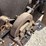 sandwich-3-hp-hit-&-miss-engine-on-truck-image-138
