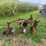 allis-chalmers-3-bottom-snap-coupler-plow-image-5