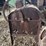 (3)-corn-shellers-image-25