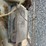 fordson-f-image-24