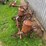 allis-chalmers-2-row-planter-for-g-tractor-image-4