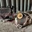 lot-of-2-portable-air-compressors-–-excell-20-gallon-gas-powered-&-older-electric-unit-image-1