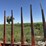 new-holland-1033-image-20