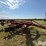 sunflower-4311-14-image-4